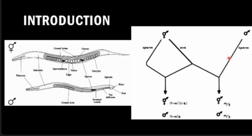 رفتار جفت یابی در نماتود C. elegans - ارائه پایانی دانیال برزو