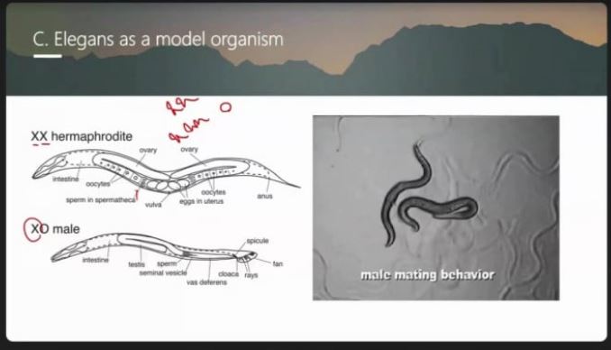 تکامل هرمافرودیسم در C. elegans - ارائه پایانی دانیال بروز